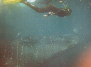 Kimberly Turner diving with whale sharks - Exmouth, Western Australia - 1995 - kimberly-turner.com