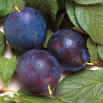 blue byrd plums