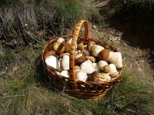Basket of Penny Buns Mushrooms