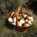 Basket of Penny Buns Mushrooms