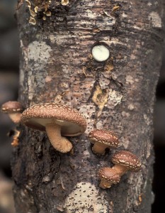 Shiitake Mushrooms