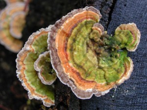 Turkey Tail Mushrooms