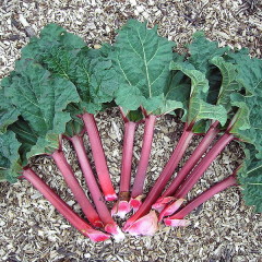 How to Make & Can Rhubarb Juice