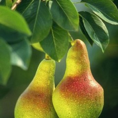 Kimberly’s New Favorite Snack – Pears, Gorgonzola & Honey
