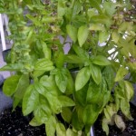 Basil Plant from "Cooking with Kimberly" Kitchen Garden - CookingWithKmberly.com