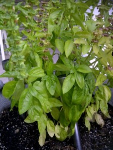 Basil Plant from "Cooking with Kimberly" Kitchen Garden - CookingWithKmberly.com