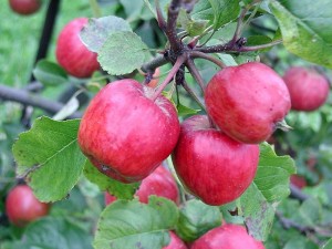 small red apples on branch