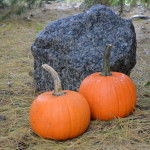 Web Chef Review: Ontario Sugar Pumpkins at Harvest Barn Country Markets - cookingwithkimberly.com