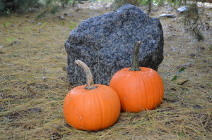 Web Chef Review: Ontario Sugar Pumpkins at Harvest Barn Country Markets - cookingwithkimberly.com