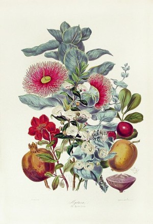 pomegranate plant