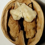 walnut half