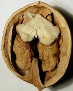 walnut half