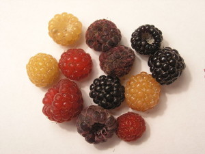 WildRaspberries