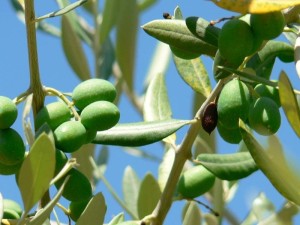 immature green olives