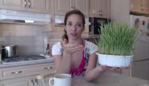 Web Chef Review: Organic Wheat Grass Living Greens by Sprouts For Life - cookingwithkimberly.com