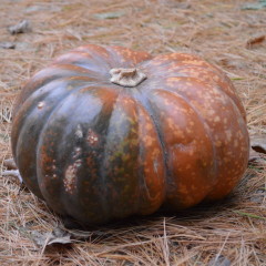 Web Chef Review: Ontario Fairytale Pumpkins at Harvest Barn Country Markets