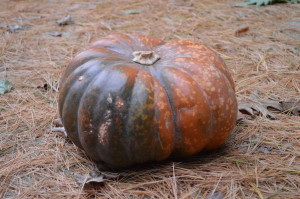 Web Chef Review: Ontario Fairytale Pumpkins at Harvest Barn Country Markets - cookingwithkimberly.com