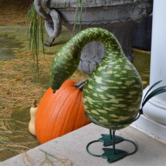 Web Chef Review: Ontario Swan Gourds + Stands at Harvest Barn Country Markets