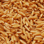 kamut grain