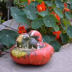 Web Chef Review: Ontario Turban Squash at Harvest Barn Country Markets