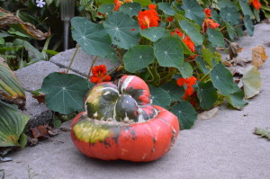Web Chef Review: Ontario Turban Squash at Harvest Barn Country Markets - cookingwithkimberly.com