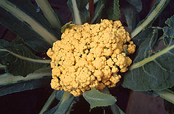 orange cauliflower