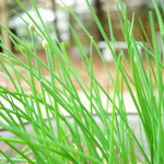 chives in spring - cookingwithkimberly.com