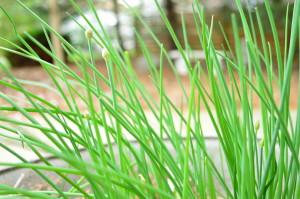 chives in spring - cookingwithkimberly.com