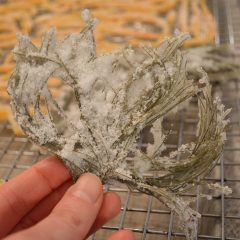 How to Make Candied White Pine Needles Video