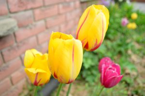 yellow & pink tulips - cookingwithkimberly.com