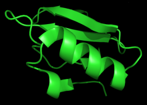 protein fold