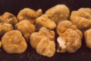 Tuber Magnatum Pico - white truffles