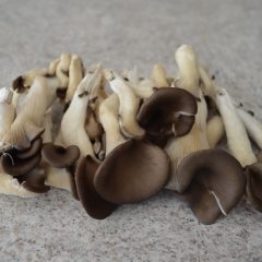 How to Cook with Dried Mushrooms for Recipes
