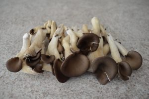 black oyster mushrooms - cookingwithkimberly.com