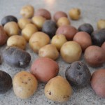 little gems potatoes - cookingwithkimberly.com