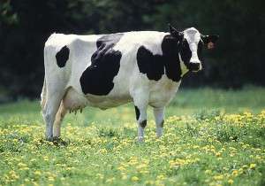 What’s the Difference Between Milk and Half & Half Cream? + Video