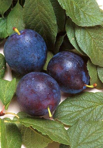 How to Bake Plum & Apple Cobbler