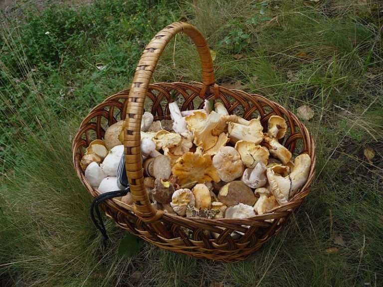 How to Cook Mushrooms with Port Wine and Balsamic Sauce