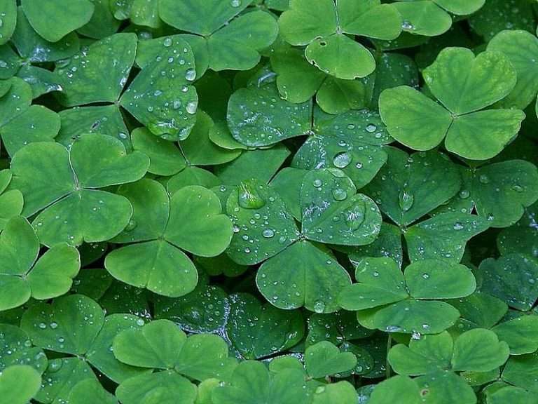 Catch St. Patrick’s Day Soul Food with Web Chef, Kimberly Turner, on ‘Tim Denis in the Morning’