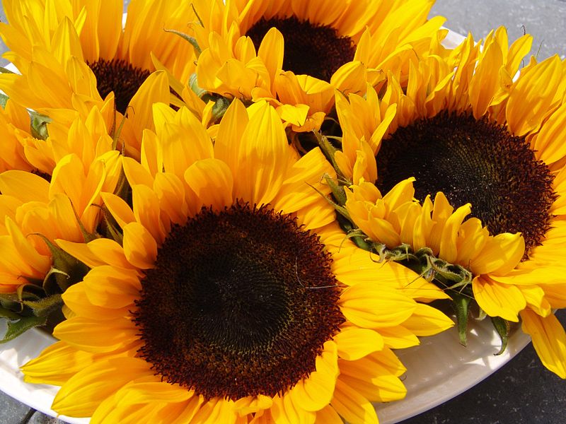 If ever there was a flower that just looks happy, sunflowers are the right choice.