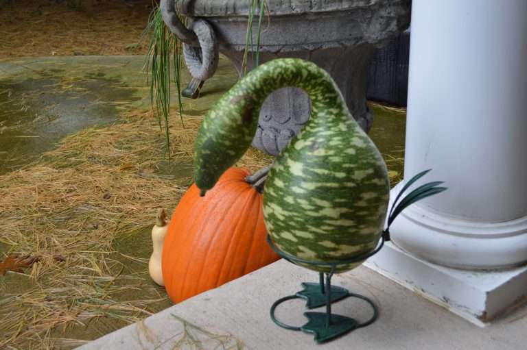 Web Chef Review: Ontario Swan Gourds + Stands at Harvest Barn Country Markets