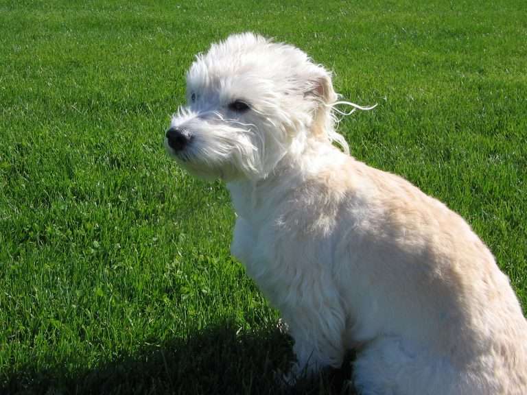 What do you Feed Dogs to Fight Fleas, Ticks & Mosquitoes? + Video
